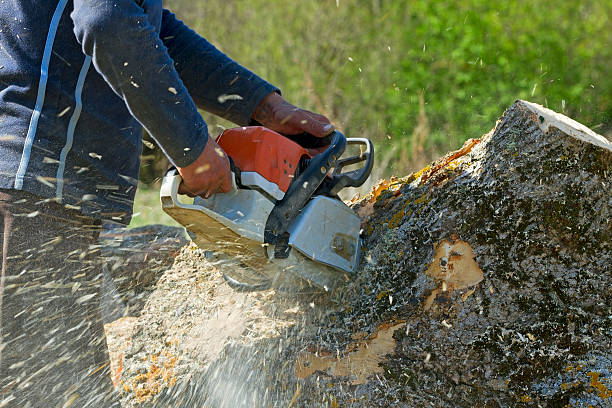 Professional Tree Services in Diaz, AR